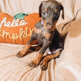 Doberman Pinscher Puppies from World of Dobies