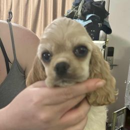 Girl 1 - Buff female Cocker Spaniel puppy in Charleston, Tennessee from Nefer's Kennel