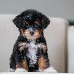 Charms - Tri-color female Bernedoodle puppy in Dundee, Ohio from Down Home Doodle