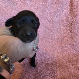 Star - Black and Cream - Black and cream female Dachshund puppy in Pueblo, Colorado from HotDachs