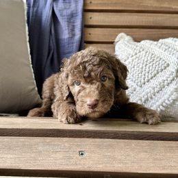 Scrump - Chocolate male Goldendoodle puppy in Montgomery, Texas from Dacus Doodles