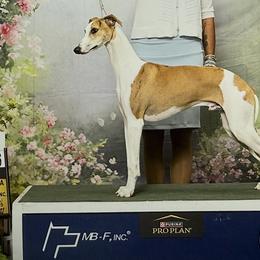 Arthur - Whippet