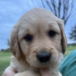 Gimmie - Golden male Golden Retriever puppy in Princeton, Minnesota from Bewitched Goldens