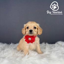 Mary - Cream female Goldendoodle puppy in Utah County, Utah from Big Hearted Breeders