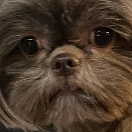 Kramer - Shih Tzu