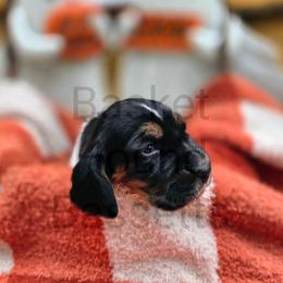 Desert  (grey collar) - Black brown and white male Basset Hound puppy in Big Rapids, Michigan from Basket Hound Bassets