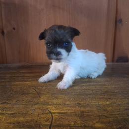 Jamie - Parti female Yorkshire Terrier puppy in Terrell, Texas from Ashley Nicole Ranch
