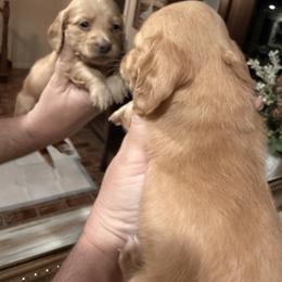 NIKKI - Red female Dachshund puppy in Ville Platte, Louisiana from Cajun Pawfection