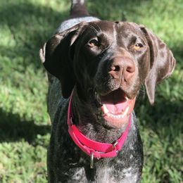 German Shorthaired Pointer All Grown Up from Madrone German Shorthaired Pointers
