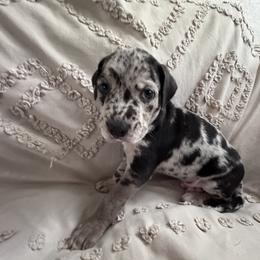 Catahoula Leopard Dog Puppies from Cottonwood Creek Catahoula’s