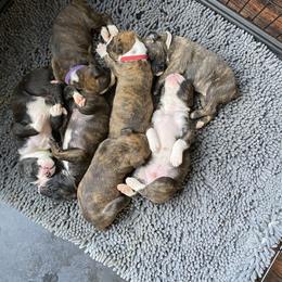 Boxer Puppies from Raynen Boxers, LLC