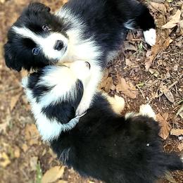 Bandit and Troy hugging - Black male Border Collie puppy in Watkinsville, Georgia from Solaras Border Collies