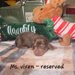 Ms. Vixen - Chocolate female Dachshund puppy in Bristol, Tennessee from It's Mini Wieners Baby