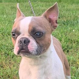 Boston Terrier All Grown Up from Coulombe Boston Terriers