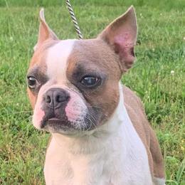 Boston Terrier All Grown Up from Coulombe Boston Terriers