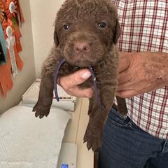 Purple - Brown female Chesapeake Bay Retriever puppy in North Port, Florida from Whispering Oak Chesapeakes