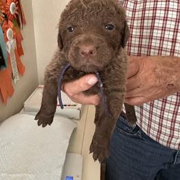 Purple - Brown female Chesapeake Bay Retriever puppy in North Port, Florida from Whispering Oak Chesapeakes