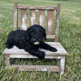 Cole - Black male Cavapoo puppy in Milan, Illinois from Poppy Garden Doodles