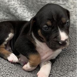 Catahoula Leopard Dogs from Silver Six Catahoulas