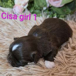 Girl 1 - female Shih Tzu puppy in Roanoke, Virginia from Adeline Joys Shih tzus of Roanoke Virginia
