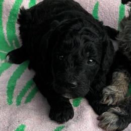 Domino - Black female Goldendoodle puppy in Captain Cook, Hawaii from Big Island Goldendoodles