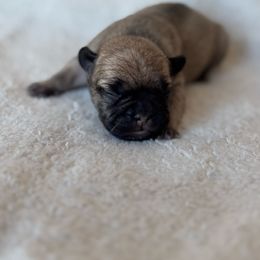 Girl 1 - Fawn female French Bulldog puppy in Malad, Idaho from Kellysbulldogs