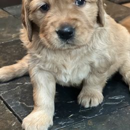 Girl 1 - Dark golden Golden Retriever puppy in Salem, Oregon from Baker’s Goldens