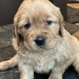 Girl 1 - Dark golden Golden Retriever puppy in Salem, Oregon from Baker’s Goldens
