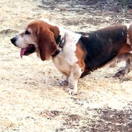 Flash - Basset Hound