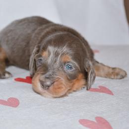 Velma - Gray (blue) female Dachshund puppy in Eufaula, Alabama from B’s Dachshunds