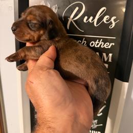 Red dapple - Dapple male Dachshund puppy in South Haven, Kansas from Keen's Dachshunds