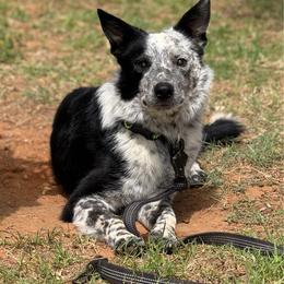 Castle - Black and white male Border Collie puppy in Midland, Texas from High Velocity Stockdogs