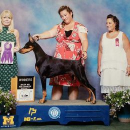 Doberman Pinscher Puppies from RMH Dobermans