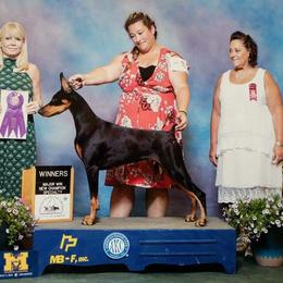 Doberman Pinscher Puppies from RMH Dobermans