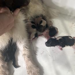 Boxer and Pomeranian Puppies from Spivey the grand boxers and poms