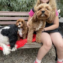 Cavalier King Charles Spaniel and Cavapoo Puppies from Larisa's Cavaliers