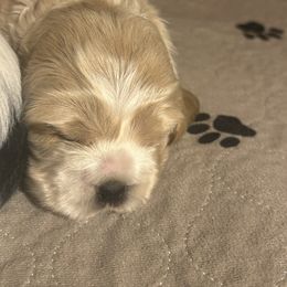 Pumpkin Pie - Buff female Cocker Spaniel puppy in Warrensburg, Missouri from Hirt House Saints