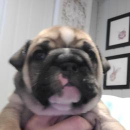Ariya girl 1 - Chocolate tri-color female Bulldog puppy in Fort Gaines, Georgia from Carrie's Bulldogs