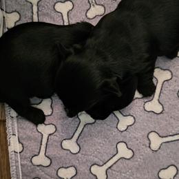 Girl 1 - Black and tan female Yorkshire Terrier puppy in Dayton, Ohio from BiewerHeart Yorkies