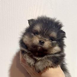 Milo - Black and tan male Pomeranian puppy in Lillington, North Carolina from Dignified Poms
