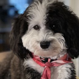 Aussiedoodles, Bernedoodles, Goldendoodles, Irish Doodles, and Sheepadoodles from Little Fur Friends
