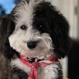 Aussiedoodles, Bernedoodles, Goldendoodles, Irish Doodles, and Sheepadoodles from Little Fur Friends