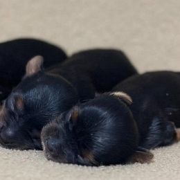 Yorkshire Terriers from Christie’s Yorkie Angel’s