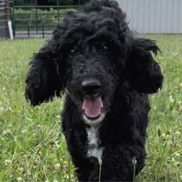 "Franny" - Bordoodle