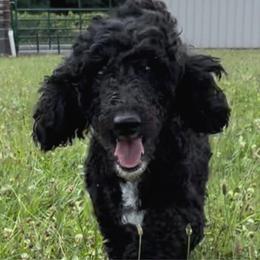 "Franny" - Bordoodle