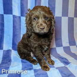 Primrose - Brown female Cockapoo puppy in Sunset, Louisiana from Cano Cockapoos