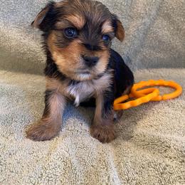Dachshund and Morkie Puppies from Amazing Morkies