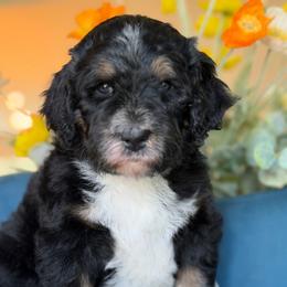 Unique boy - Tri-color male Bernedoodle puppy in Yuciapa, California from AlltheDoodlez_