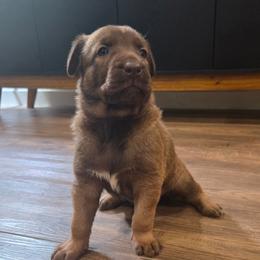 Ariel - female Belgian Malinois puppy in Signal Mountain, Tennessee from Torgun Police Dogs