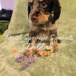 DELILAH (Girl 7) - Liver white and tan English Springer Spaniel puppy in Mobile, Alabama from Roush English Springer Spaniels